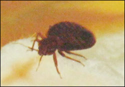 Bed Bug Control Services By Instant Pest Control (India)