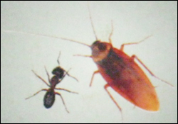 Cockroach And Ant Control Services