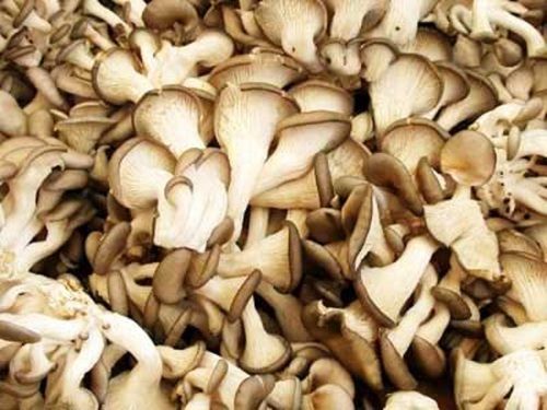 Dry Oyster Mushroom