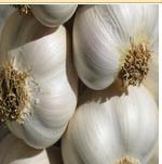 Fresh Garlic