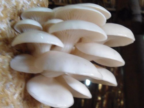 Oyster Mushroom