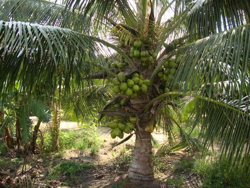 Coconut Saplings