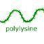 Gamma-poly-l-glutamic Acid