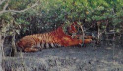 Sunderban Tiger Camp