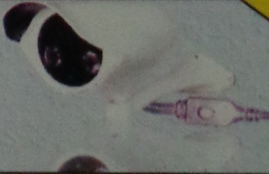 इर एंड ऐरे आउटडोर कैमरा (Jsis-7712eao)