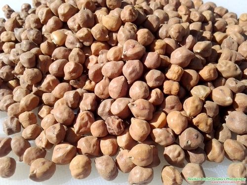 Desi Chana - Organic Quality Legumes | Nutritional Purity, Freshness and Affordable Excellence