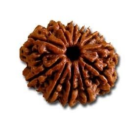 11 Mukhi Rudraksh