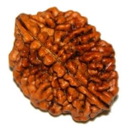 2 Mukhi Indian Rudraksh