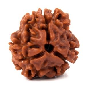 3 Mukhi Rudraksh