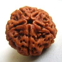 5 Mukhi Rudraksh