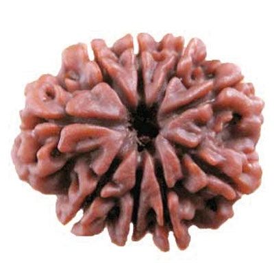 9 Mukhi Rudraksh