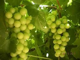 Seedless Grapes