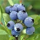 Blueberry Extract