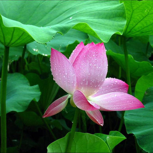 Lotus Leaf Extract