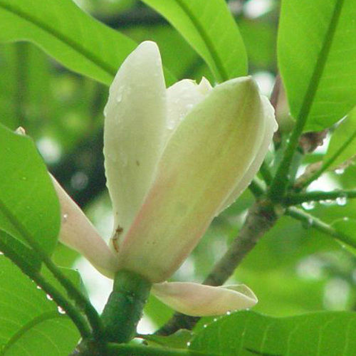 Magnolia Bark Extract