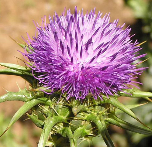 Milk Thistle Extract - Premium Quality Silybum Marianum | Supports Liver, Kidney, and Gall Bladder Health, Antioxidant and Anti-Inflammatory Properties