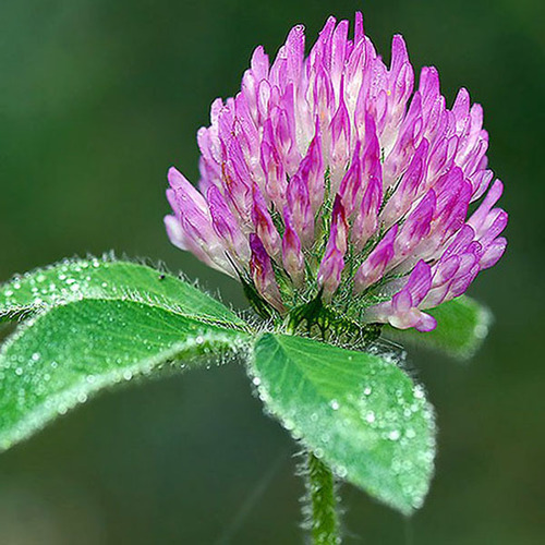 Red Clover Extract By Seebio