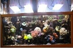 100W LED Aquarium Lights (Seawater)