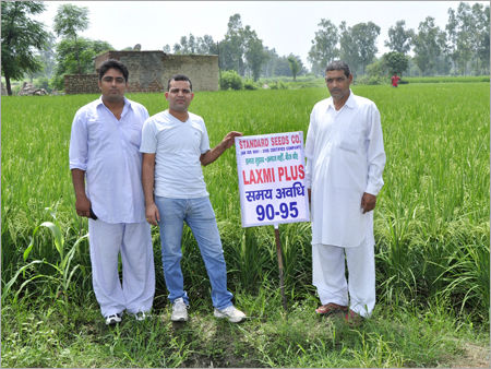 Paddy Seeds