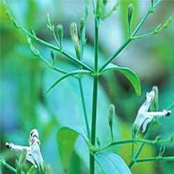 Andrographis Paniculata (Kalmegh) Extract