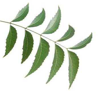 Azadirachta Indica (Neem)