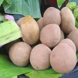 Fresh Chikoo - High Quality Sapodilla Fruit, Rich in Dietary Fiber and Antioxidants, Soft and Easily Digestible Pulp