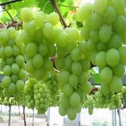 Green Grapes