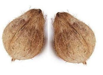 भारतीय अर्ध भूसे हुए नारियल