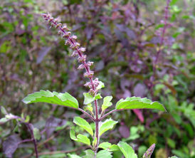 Ocimum Sanctum (Tulsi) Extract