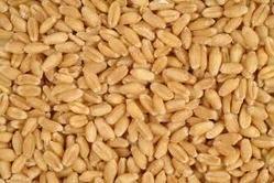 Indian Wheat