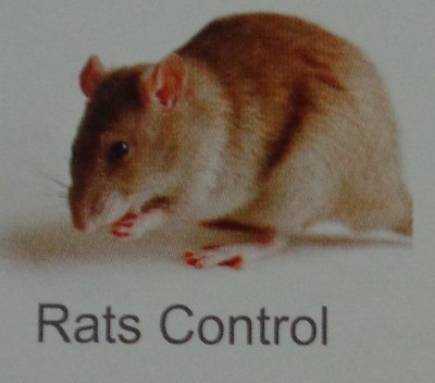 Grey Rats And Rodact Control Services