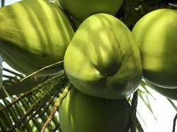 ताजा नारियल