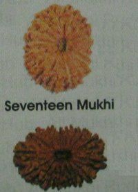 17 And 18 Mukhi Rudraksha