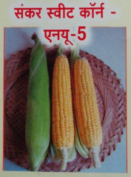 Sweet Corn Seeds (ANU-5)