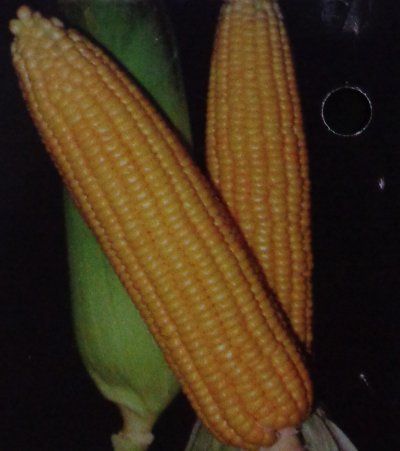 Sweet Corn Seeds (Double Sweet-18)