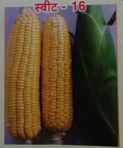 Sweet Corn Seeds (Sweet-16)
