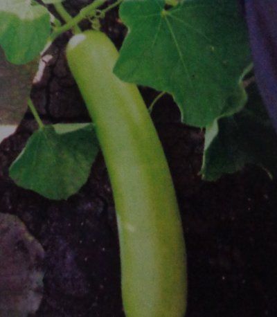 Vinyak Bottle-gourd Seeds