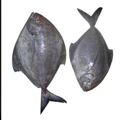 Pomfret Fish