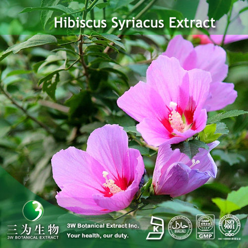 Hibiscus Flower Extract