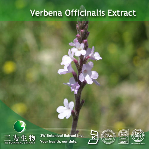Verbena Officinalis Extract