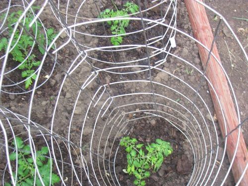 Tomato Cage