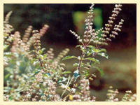 Tulsi Extract