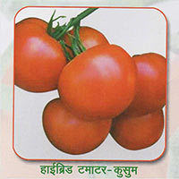 Tomato Seed