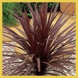 Cordyline Australis Plant