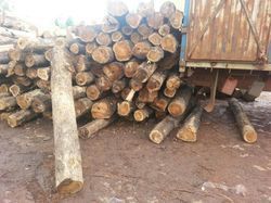 High Grade Teak Wood Logs