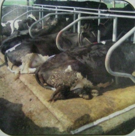 Cow Mat For Dairy