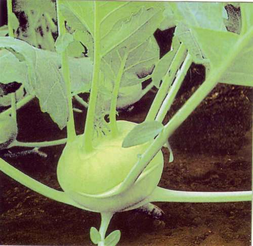 Kohlrabi F1 Green Globe Seed