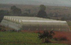 Natural Ventilated Greenhouse With Top Ventilation