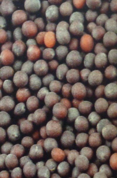 Black Mustard Seeds