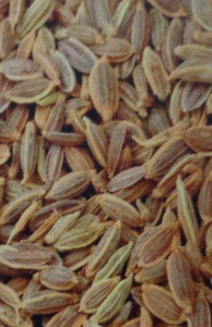 Dill Seeds - Premium Quality Herb Seeds | Ideal for Casseroles, Salads, Pickling Spices, and Seafood Boils